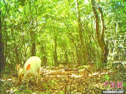 神农架国家公园有神兽出没,无惧镜头尽耍宝