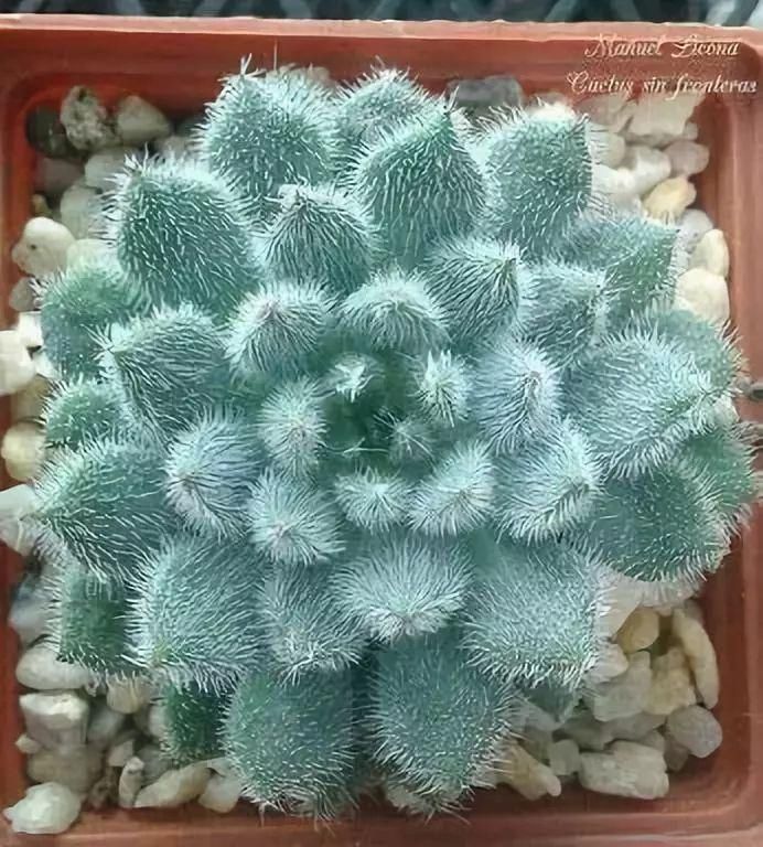  #上帝最眷顾#万年罕见仙人掌开花，一起欣赏！