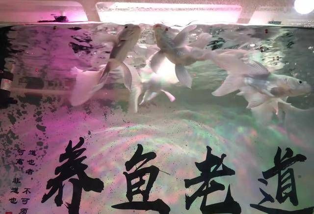 「水质」养蝴蝶鱼,从选鱼、养水到水温、饲料,注意什么?
