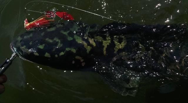 中国路亚钓鱼人远征苏门答腊，前去消灭泛滥成灾的金线多曼鱼