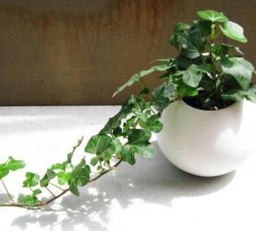  「调节」养花种草调节性情，又修身养性，别一不小心养了带毒的花！
