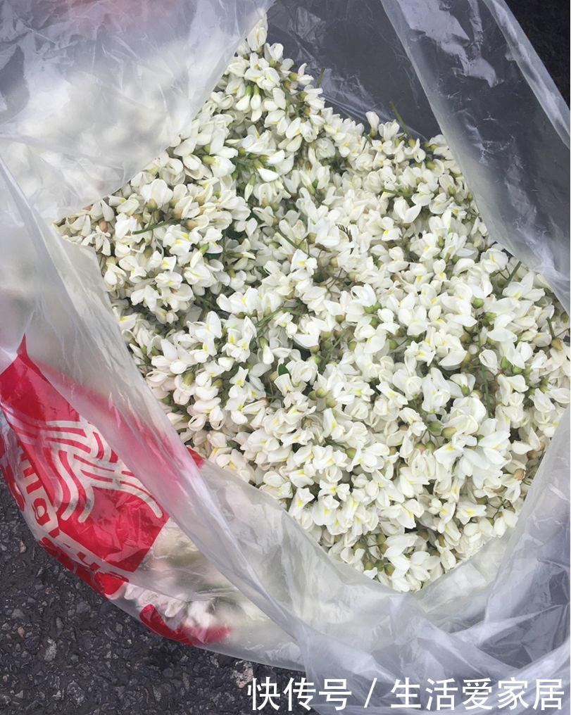 #摘点#摘点槐花吃算什么,真厉害的都开始扦插槐树了,超简单!