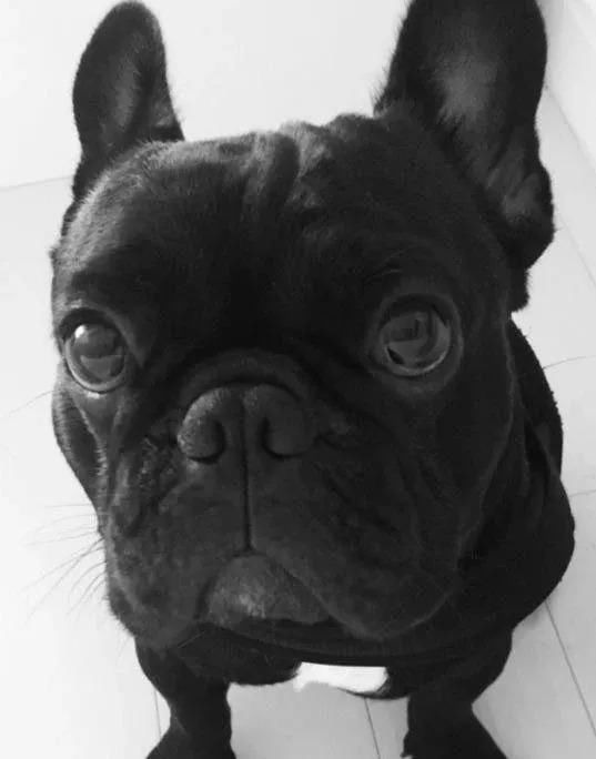 百万粉丝女网红遛狗不栓绳，还殴打8个月孕妇，真的好可怕!