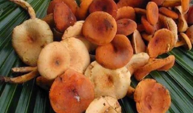  #野味#山林中才有的野味，过去农民怕有毒不敢摘，如今一斤能卖5