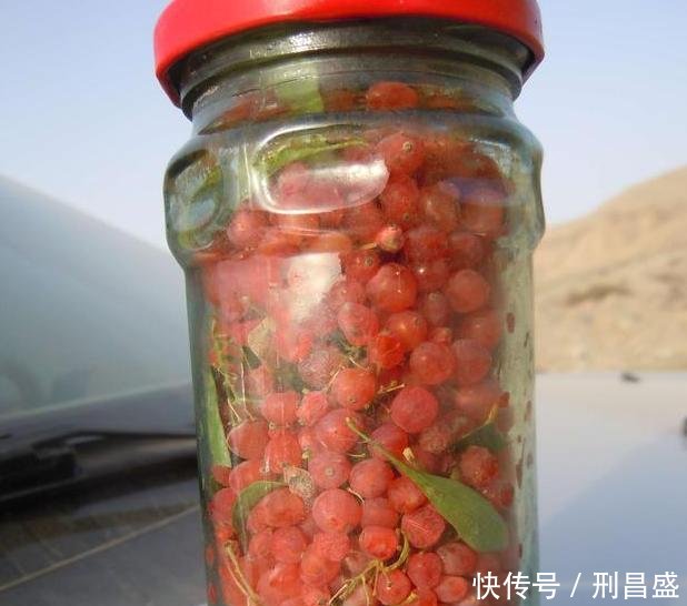 果实■西北一种“植物”,果实小时当零食,枝条也是宝,如今花钱难买到