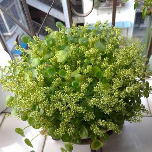 铜钱:铜钱草开花,众人讨厌,“咔嚓”一刀,叶片肥肥大大,滚滚财源来
