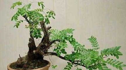 「枝条」折1根“神龙枝”插土里,3个月长成清香木,不仅“安神”还能美容