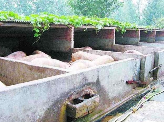  [非洲]泔水喂猪危害大，还能引起非洲猪瘟？网友疑惑：为啥以前