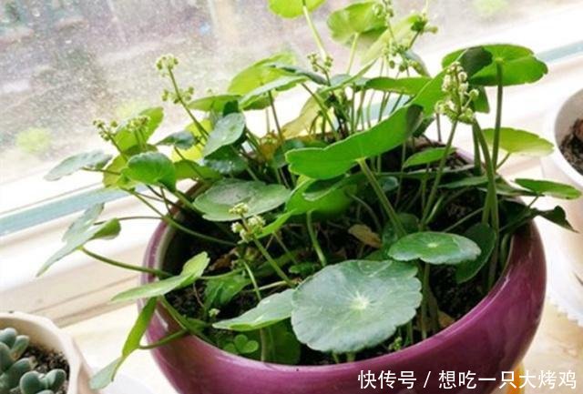  养花■秋季养花第十一期为什么别人水培的铜钱草能叶片大又圆！