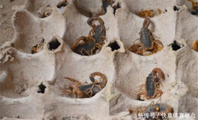 警惕！在农村这几类致富项目多是骗局，不少农民已上当赔钱！