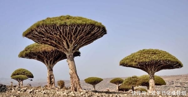 地球上最像外星世界的地方，这里的动植物仿佛来自火星