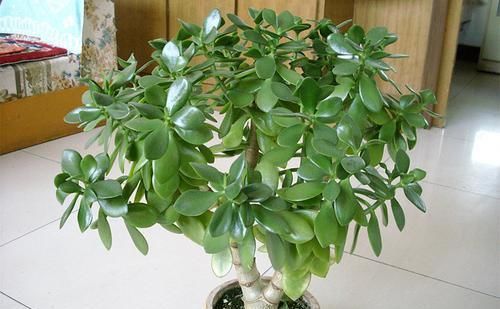  燕子掌：家里养5种花，心情愉悦，天再热也不怕，一不小心就爆盆