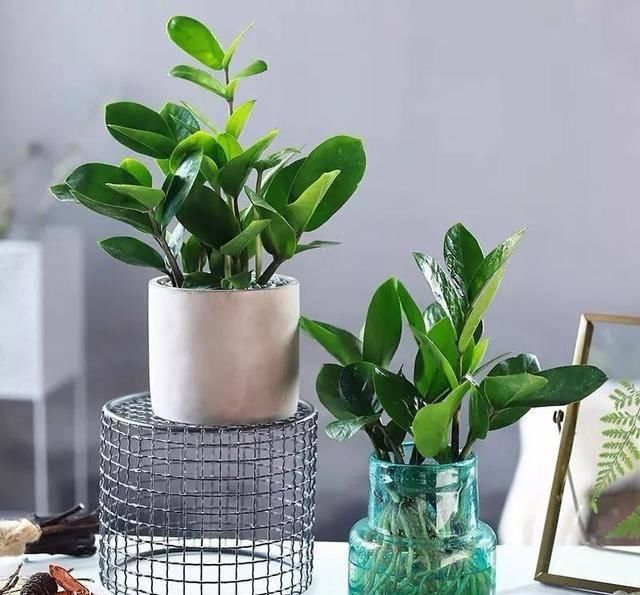  适合：这五种植物耐旱又耐阴，家里没阳光也能长得好，适合工作忙的人
