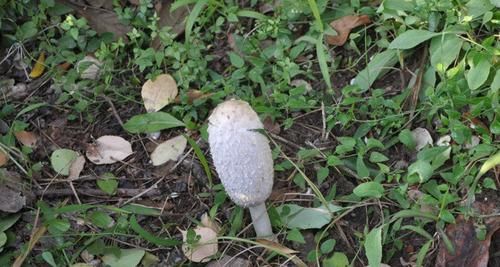  「鸡腿」草地上这种野生物，当前极为珍贵，您家若有，请别轻视
