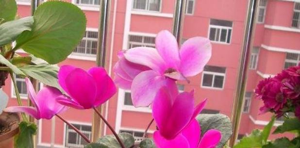  不好|家庭养花，为什么总是养不好？原因是没有做到这7点