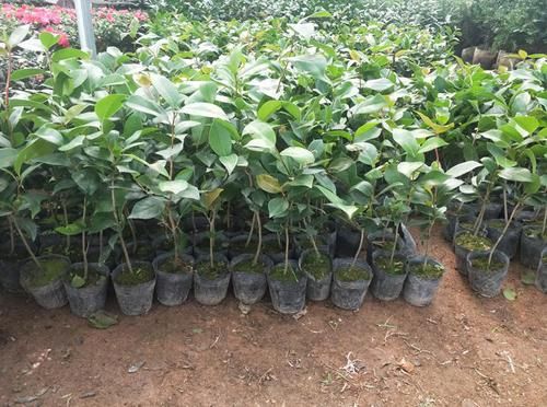  室内外■喜欢花的人有福了！家里种这几款“植物花”，好养耐活，忒漂亮