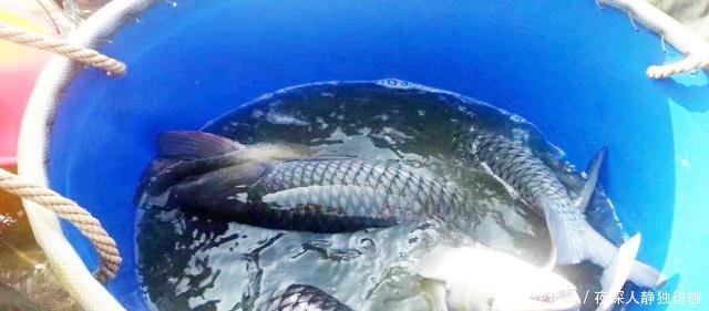  钓友：钓友张三分享自用饵料配方，用了半年从未空军，钓友拿走试试！