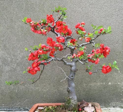  『常见』海棠树盆景桩头叶子发黄，枯枝萎靡不振怎么办？生桩和熟桩不一样