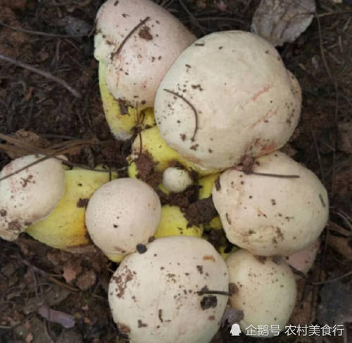 深山里才有的野生菌，农民见到不敢采摘，殊不知如今一斤80元