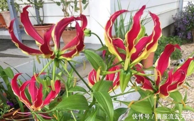  [长相]它在农田里很常见，长相像兰花农民却当宝，可盆栽也可入