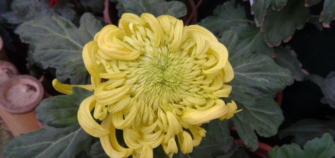 喜欢菊花的不是盆景“精品玫瑰”中的樱桃白兰地，而是美丽而令人