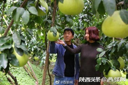  #果树#旬阳60后夫妻种果树23年 百亩果园每年带来五六十万纯收入