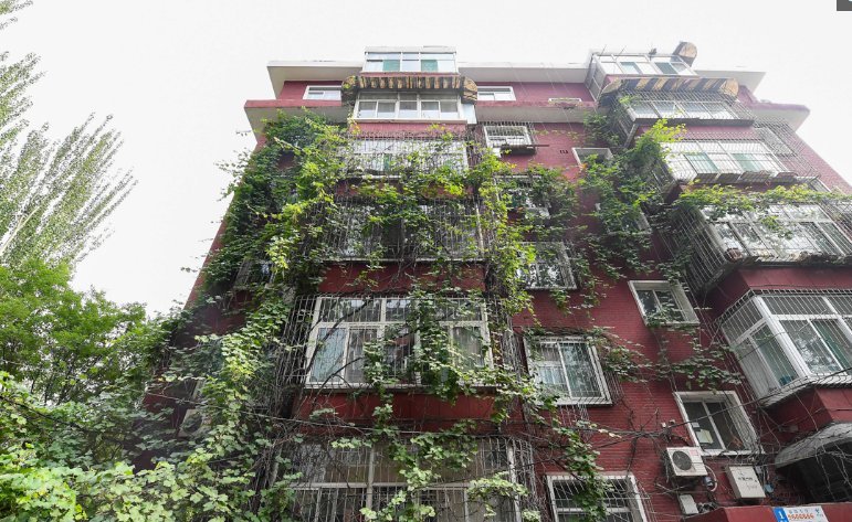 老奶奶二十五年前栽下葡萄，如今爬满五层楼，物业却说要剪掉