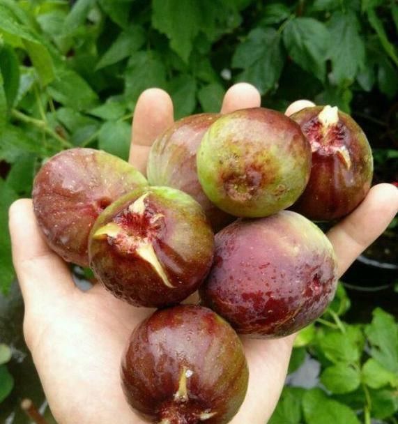  「盆土」阳台种一棵无花果，注意4点，果子结的多，年年有的吃