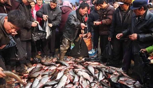  [不乐意]它是“四大家鱼”之首，市场15元1斤，为何农民却不乐意