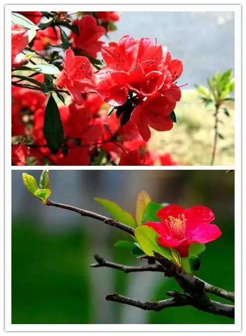 在诗词中绽放的十大名花！你喜欢哪种？