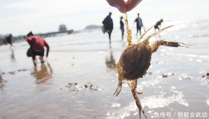 真新鲜! 青岛栈桥海水浴场沙滩现大量梭子蟹 游人抓蟹乐
