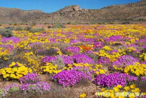 最“任性”的沙漠,每年都有一个月变成植物王国,旱季寸草不生