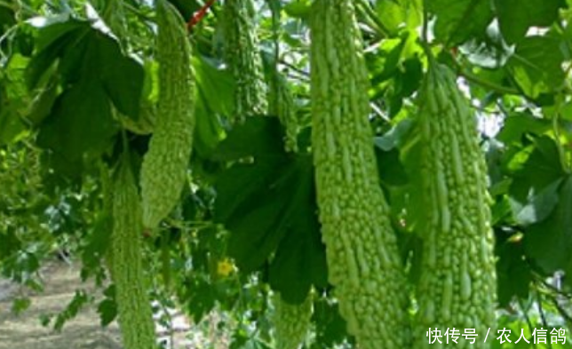  [村子]中国这个村子农民宁愿耕田，也不出去打工，究竟是为何？