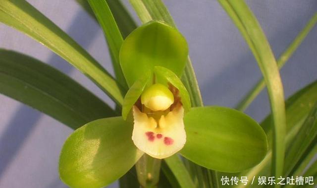  「花型」开花“奇香”的铭品兰花，花色翠绿，花型饱满大气，新手养兰首选
