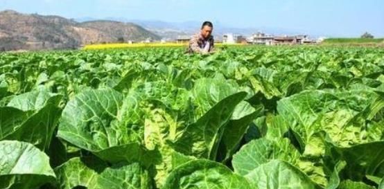  [收购]去年收购6毛每斤，今年收购价4毛一斤，还得请人工，还要