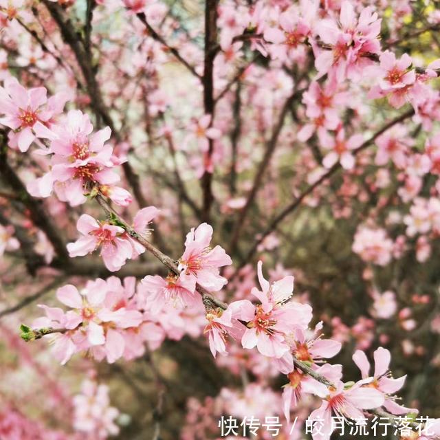  『植物』感觉公园里的植物就是不一样