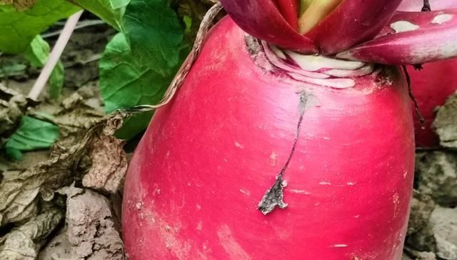  【生长周期】农民种植一种蔬菜，生长周期60天，亩产6000斤，能