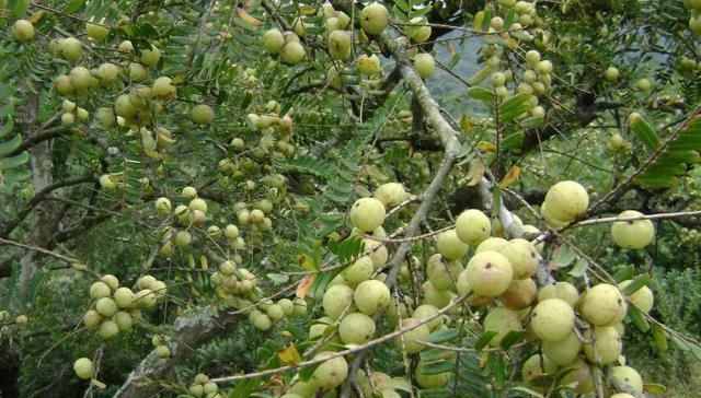  [被誉为]农村一种很苦的野果，维C 是猕猴桃的5倍，被誉为“果中黄金”