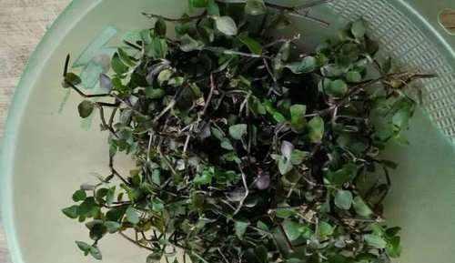 这野味一斤1200元，野生的非常稀有，如今人工种植的也不多