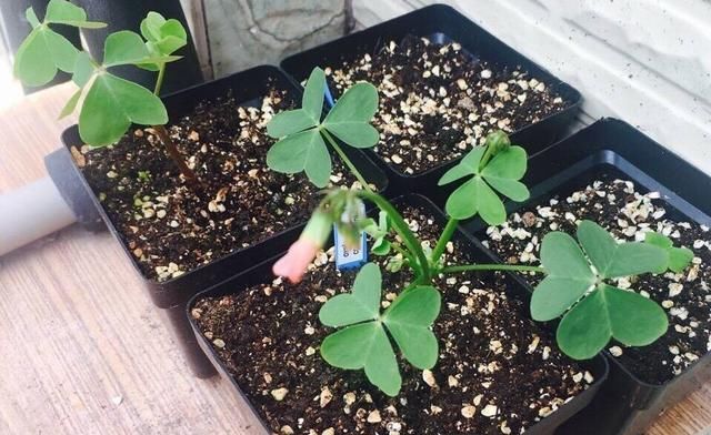  【浇水】一粒种球种下就爆盆，开花十种色，来年变十盆，朋友争抢着要