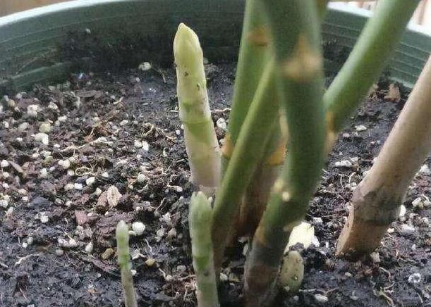  【无聊】在家呆着无聊？学会阳台种菜，既能吃又能观赏，还能放松身心