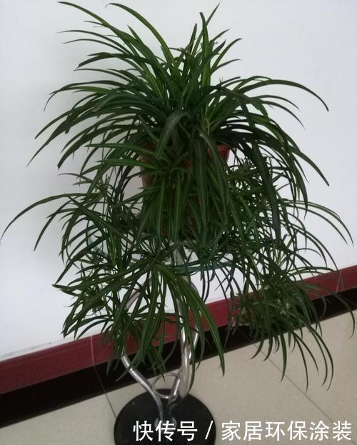  [一大]吊兰养成老桩一大盆，这没什么难的！有吊兰都能养出来