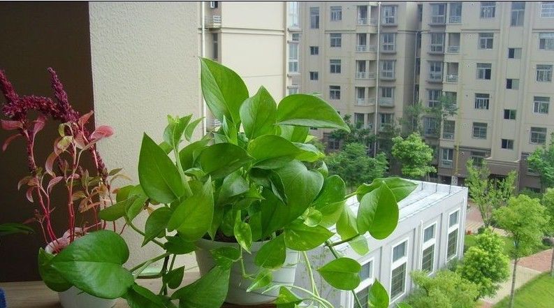  女生|这种花家里养一盆不仅净化空气去甲醛，竟对女生痛经也有好处！
