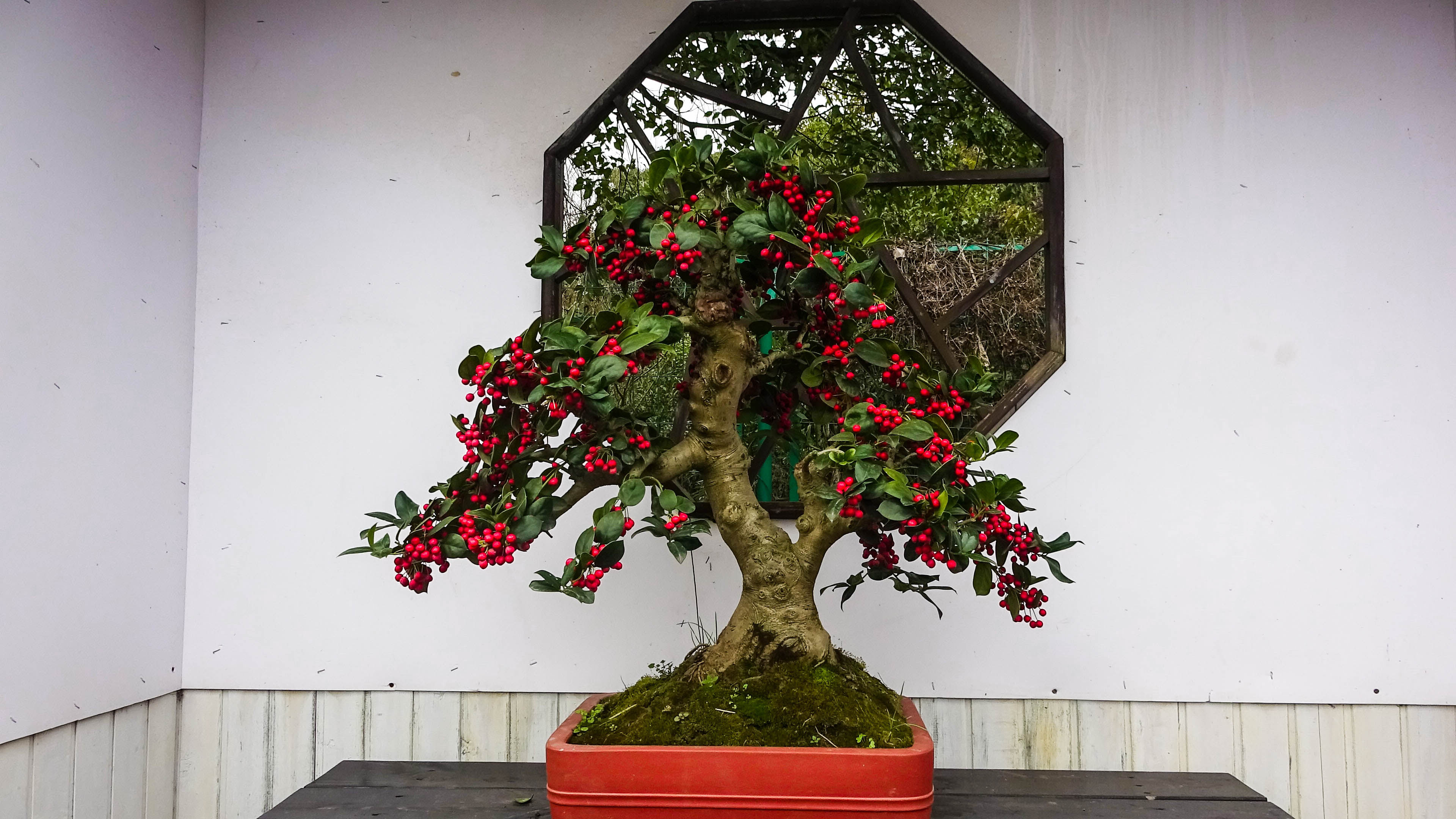 2019，梅花盆景-摄于苏州香雪海景区