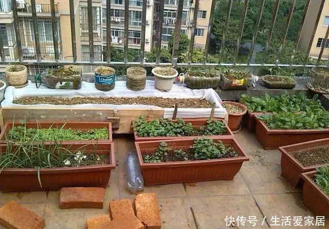  『邻居』邻居竟在楼顶搭建一个菜园，真让人哭笑不得，菜能吃吗？