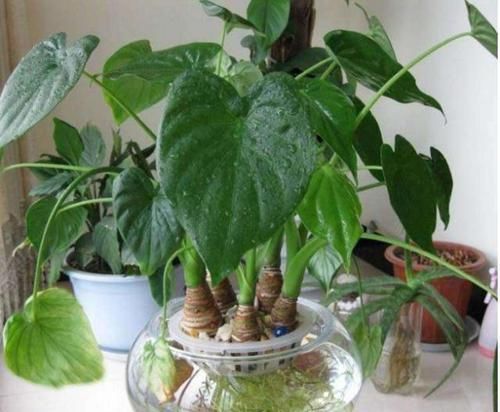  「家里」家里养了这5种花，赶紧扔掉，汁液有毒，别养错了还知道！