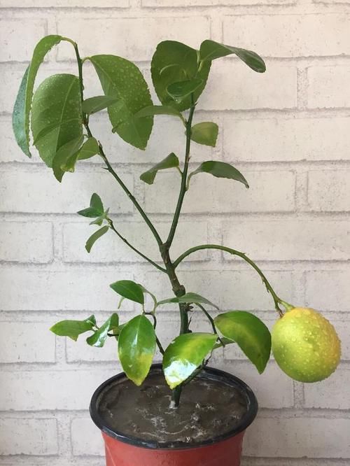  『柠檬盆栽』一个柠檬籽，丢进花盆，结出满盆的柠檬，排毒又减肥