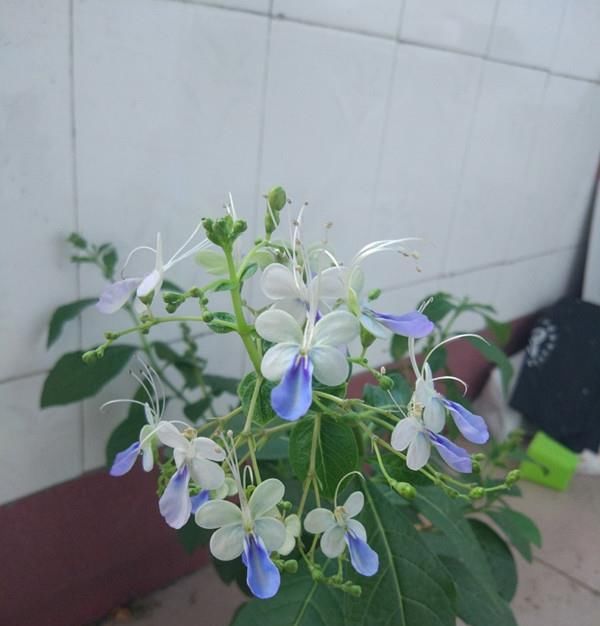  『值得』此新型观赏花木，花朵似蝴蝶飞舞，全年开花，栽培容易，值得拥有