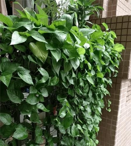  『花盆』用这4种肥水浇绿萝,没几周,叶子就挤满花盆了!