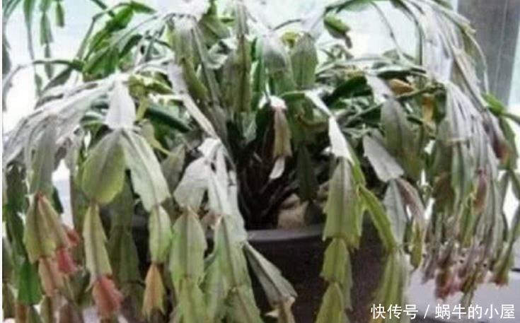  油绿|夏天蟹爪兰“蔫吧又烂根”，做好3点，安稳度夏，叶片油绿长得旺